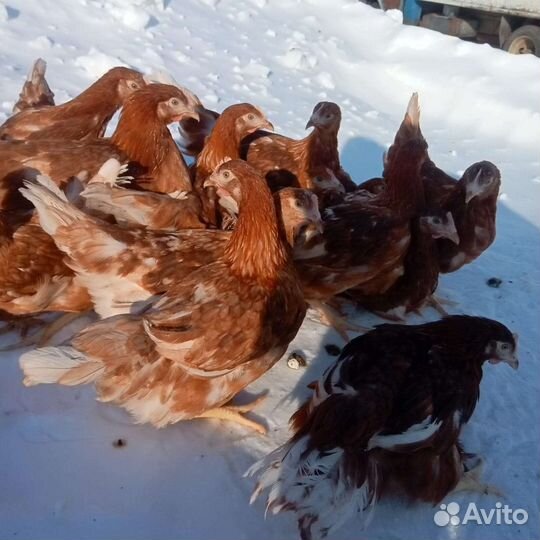 Куры несушки