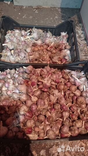 Чеснок мелочь после посадки