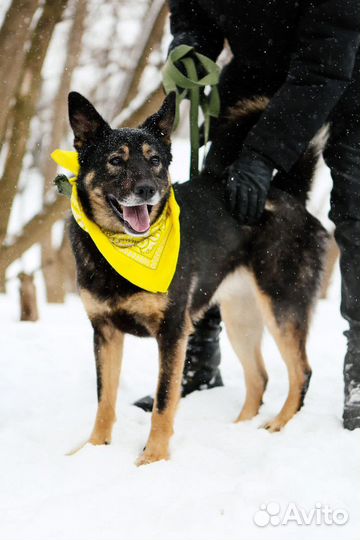 Собака душа в добрые руки