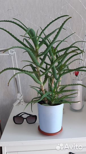 Алоэ лечебный 6 летний