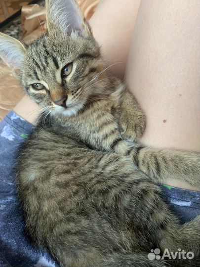 Котенок в добрые руки