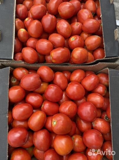 Помидоры