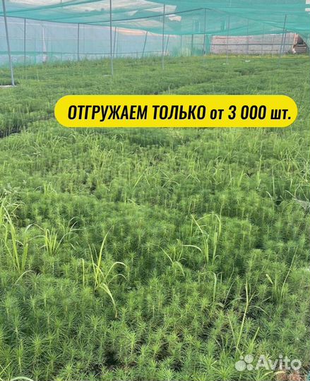 Саженцы ели зкс