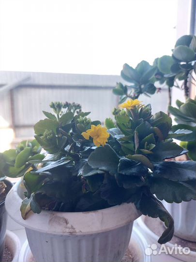 Фиалка в горшках, Каланхоль, Герань, Розы