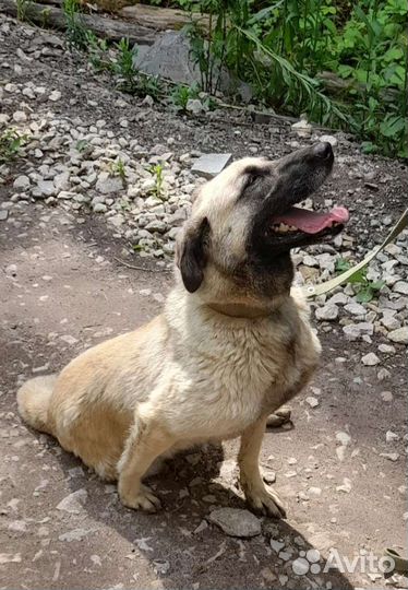 Собачки в добрые руки