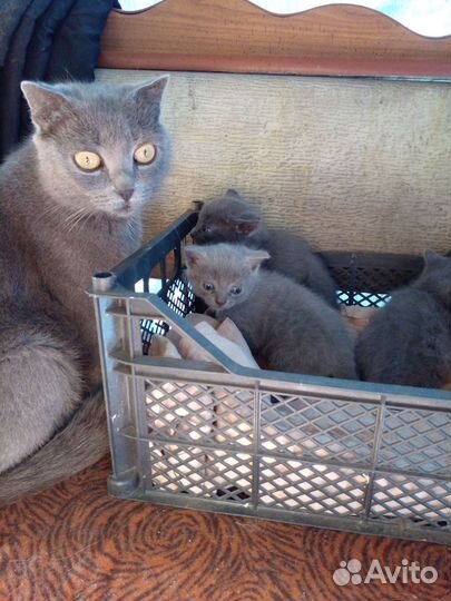 Отдам бесплатно в дар котята