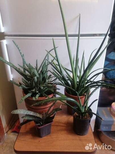 Комнатные растения