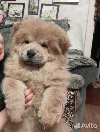 Для продажи щенки чау