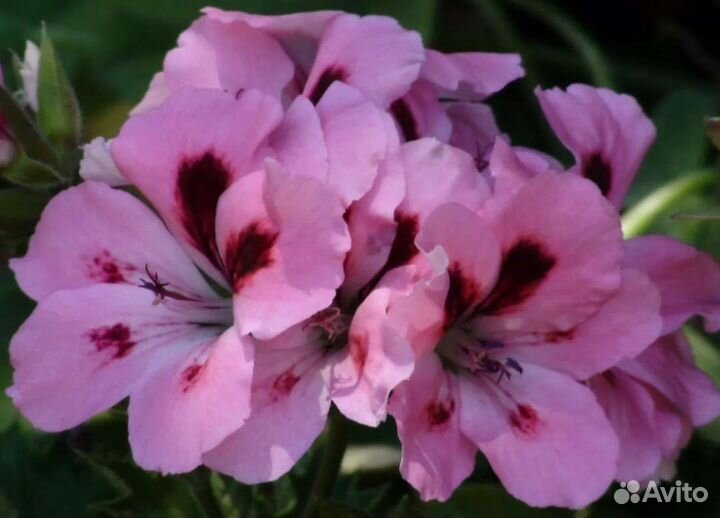 Пеларгонии сортовые