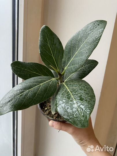 Фикус бенгальский