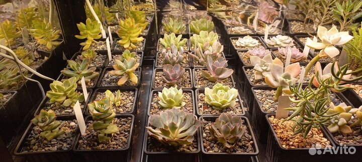 Кактусы и суккуленты