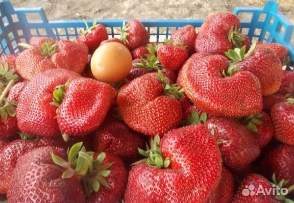 Чамора Таруси (саженцы)