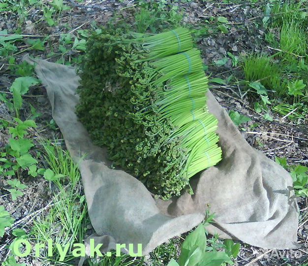 Папоротник Свежий