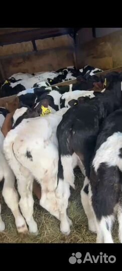 Бычки и тёлочки