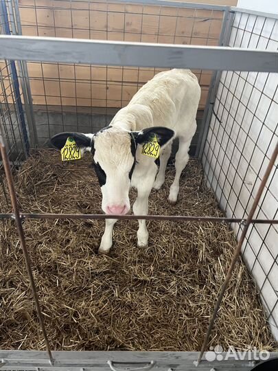 Телята бычки