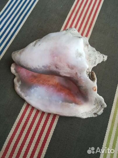 Ракушка морская большая