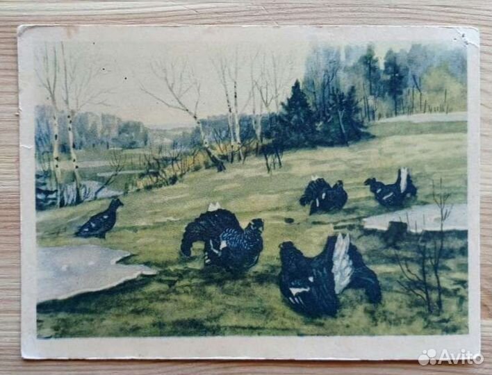 Тетерева, 3 советские открытки