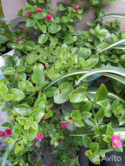 Аптения вариегатная