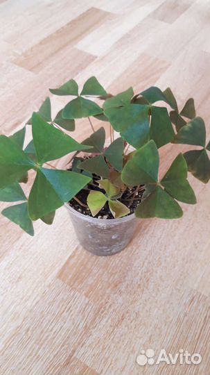 Пеларгония герань