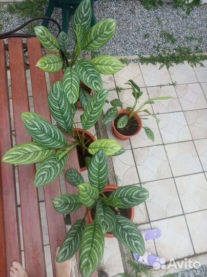 Аглоонема с горошком, комнатные цветы