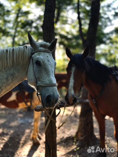Инструктор на конные прогулки