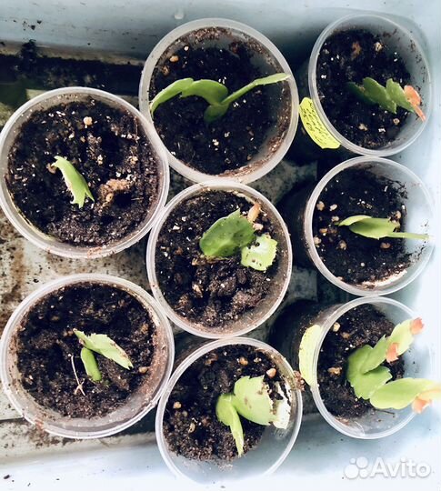 Декабрист шлюмбергера (белый)