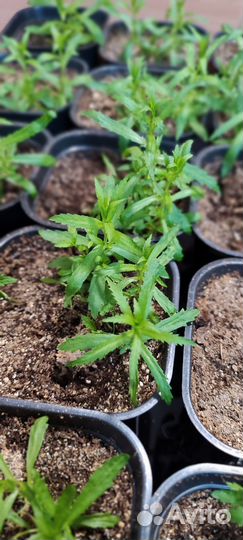 Саженцы Тысячелистник птармика