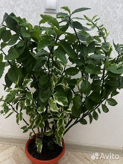 Педилантус