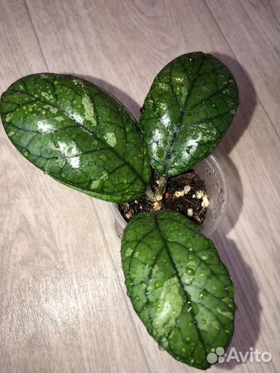 Аглаонема,сансевьерия,хойя,сингониум