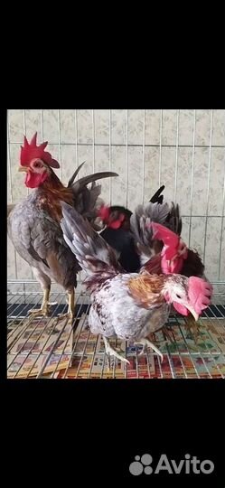 Петушок малазийской серамы