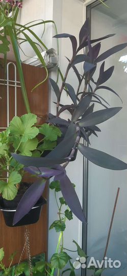 Традесканция фиолетовая