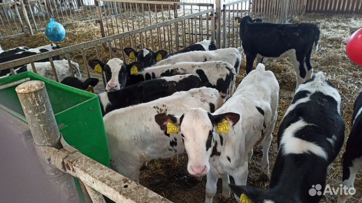 Телята бычки мясные