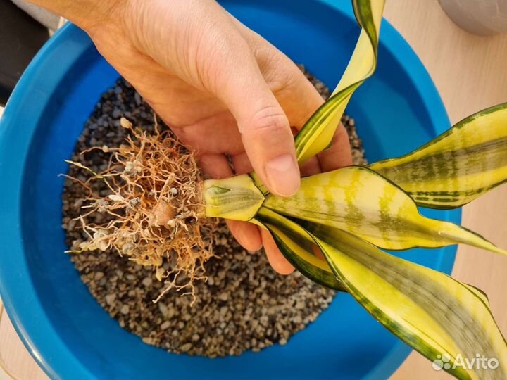 Сансевиерия Хендрика