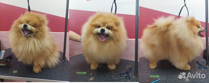 Грумер стрижка собак