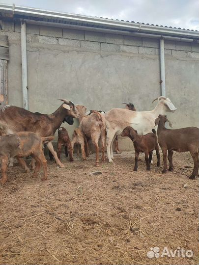 Калахар-ред козы