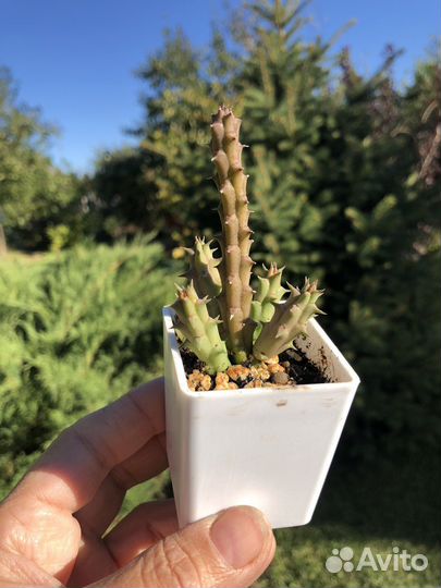 Суккуленты