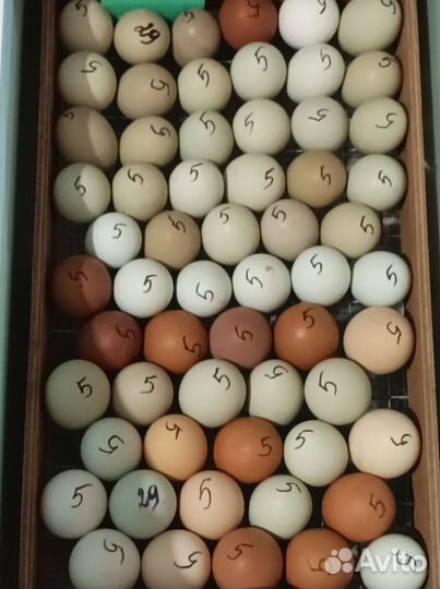 Бройлер, утята, гусята, клуша