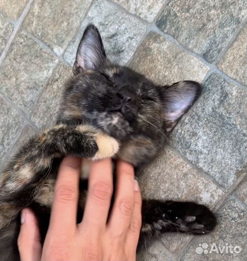 Черепаховая кошечка - котенок девочка