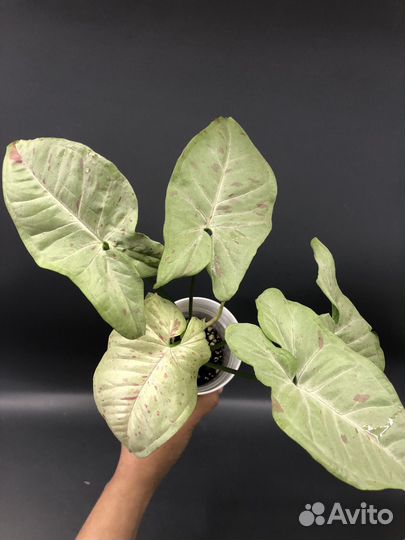 Сингониум, Эпик Пиннатум Вайт Марбл