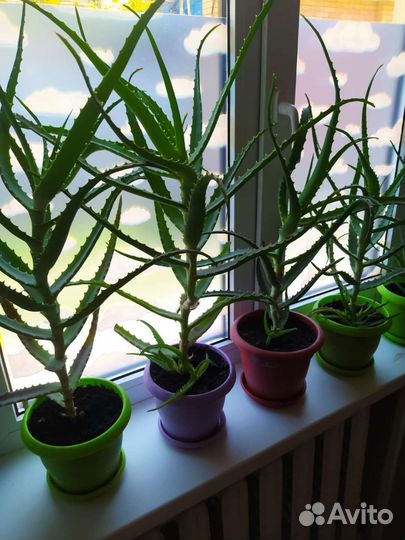 Алоэ лечебный