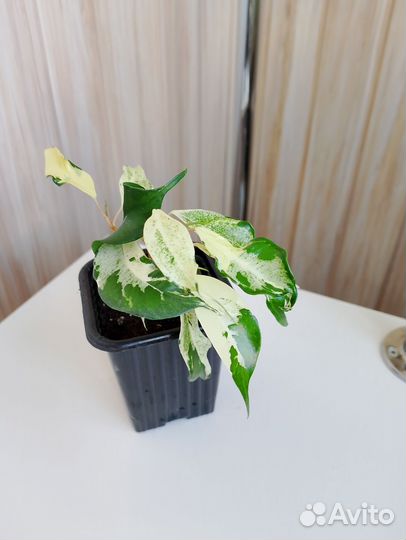 Фикус керли