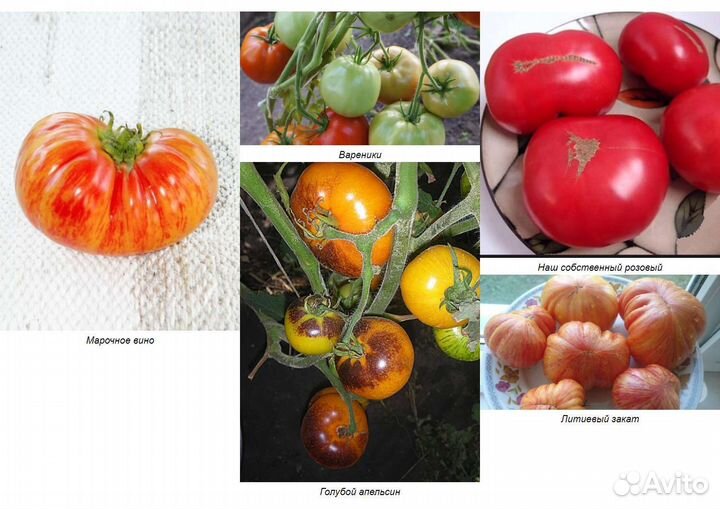 Семена коллекционных томатов