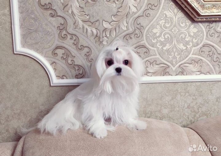 Вязка.Мальтезе ультра-мини (вес 1,4)