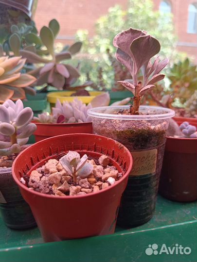 Каланхоэ Ромбопилоза