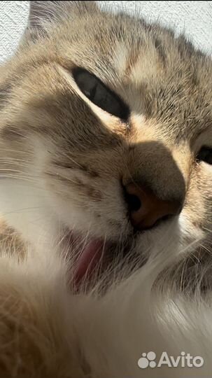 Кошка Люси