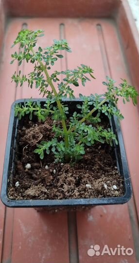 Комнатные растения