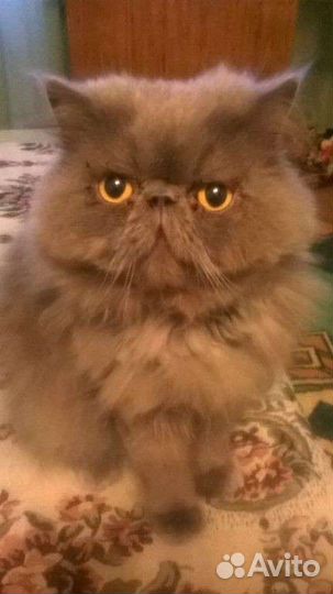 Кот перс экстримал, ищет кошечку на вязку