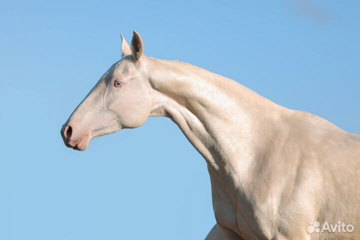 Великолепные чистокровные ахалтекинцы