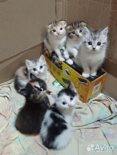 Шотландские котята