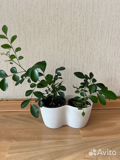 Продам мурайю